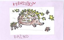 Hérisson - Eriso